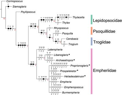 New Genus and Species of Empheriidae (Insecta: Psocodea: Trogiomorpha) and Their Implication for the Phylogeny of Infraorder Atropetae